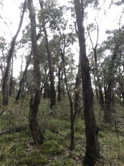 Eucalyptus obliqua