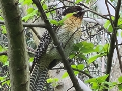 Eudynamys orientalis