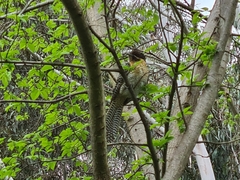 Eudynamys orientalis