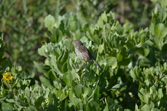 Prinia maculosa