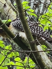 Eudynamys orientalis