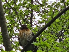 Eudynamys orientalis