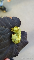 Melanchra persicariae
