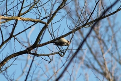 Dryobates minor hortorum