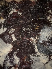 Chondracanthus exasperatus