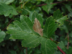 Phyllonorycter corylifoliella