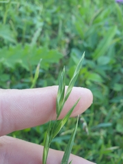 Bromus catharticus