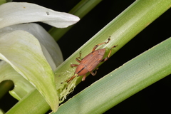 Metaprodioctes formosanus