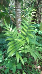 Thelypteridaceae