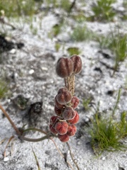 Trachyandra hirsutiflora