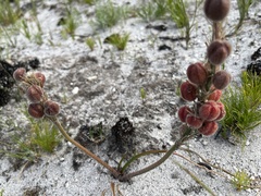 Trachyandra hirsutiflora
