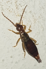 Apterygida albipennis