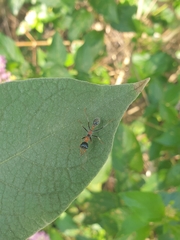 Myrmecia nigrocincta