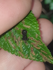 Octotoma scabripennis