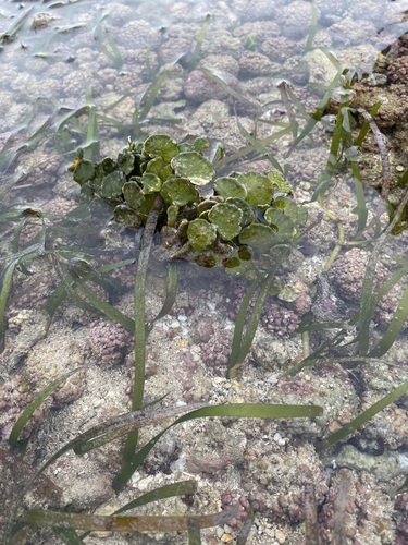 Halimeda macroloba observed 2022-07-01
