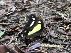Polyura athamas