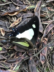 Polyura athamas