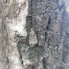 Acronicta