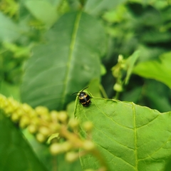 Gallerucida bifasciata