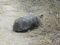 Chelonoidis carbonarius