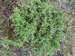 Coprosma quadrifida