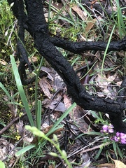 Arthropodium strictum