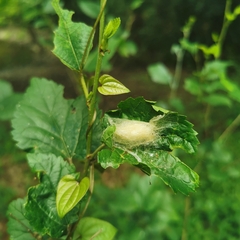 Bombyx lemeepauli