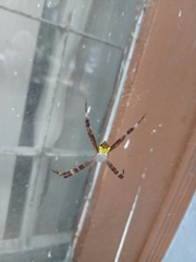Argiope appensa