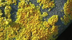 Xanthoria aureola