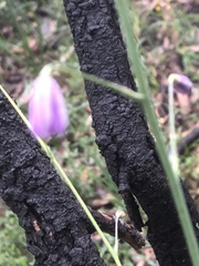 Arthropodium strictum