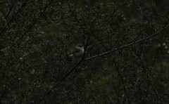 Acanthiza reguloides