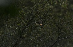 Acanthiza reguloides