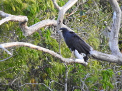 Buteogallus urubitinga