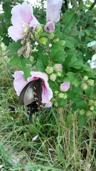 Papilio dehaanii