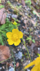 Ranunculus californicus