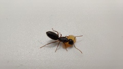 Camponotus albosparsus