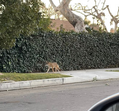 Canis latrans