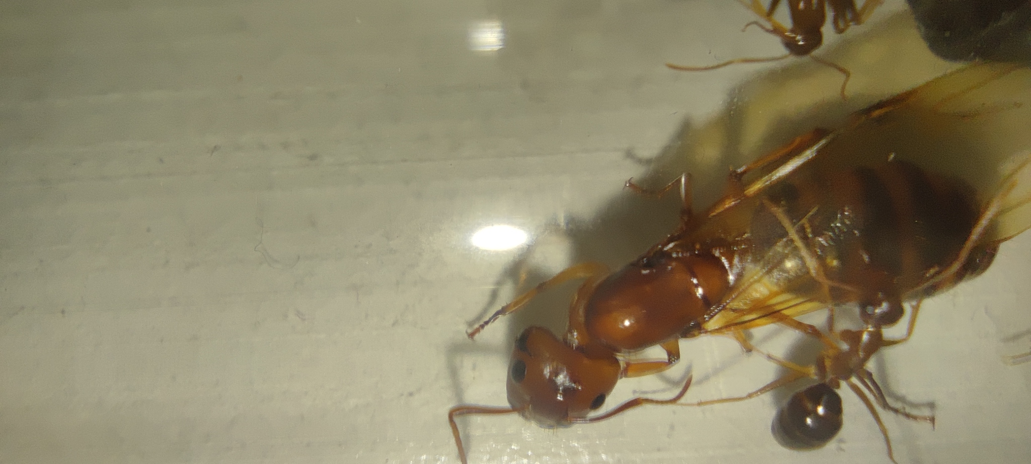 Camponotus maculatus subnudus