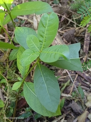 Rauvolfia tetraphylla
