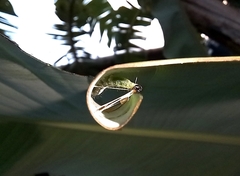 Erionota torus