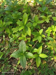 Rauvolfia tetraphylla