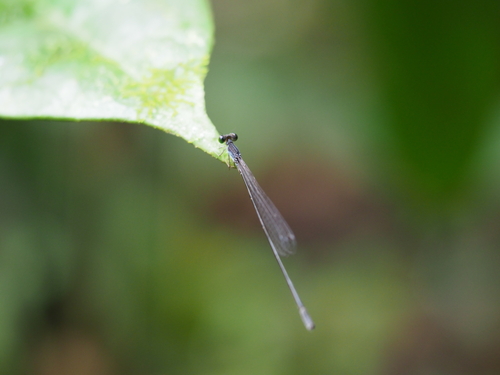 Teinobasis palauensis