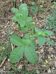 Rauvolfia tetraphylla