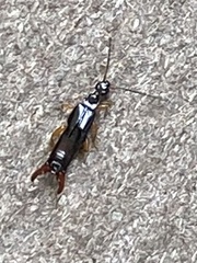 Nesogaster amoenus