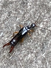 Nesogaster amoenus