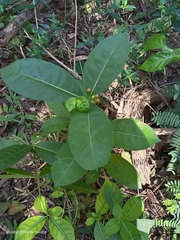 Rauvolfia tetraphylla