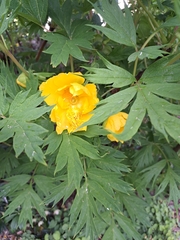 Paeonia ludlowii