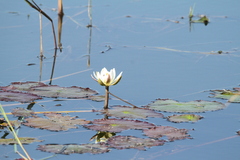 Nymphaea lotus