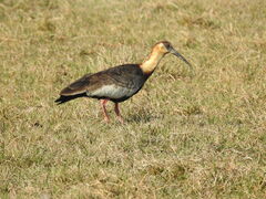 Theristicus caudatus