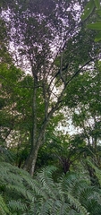Diospyros morrisiana